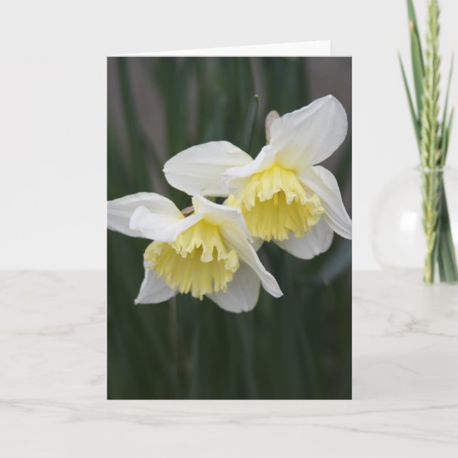 White and yellow Daffodils Greeting Card (Front)