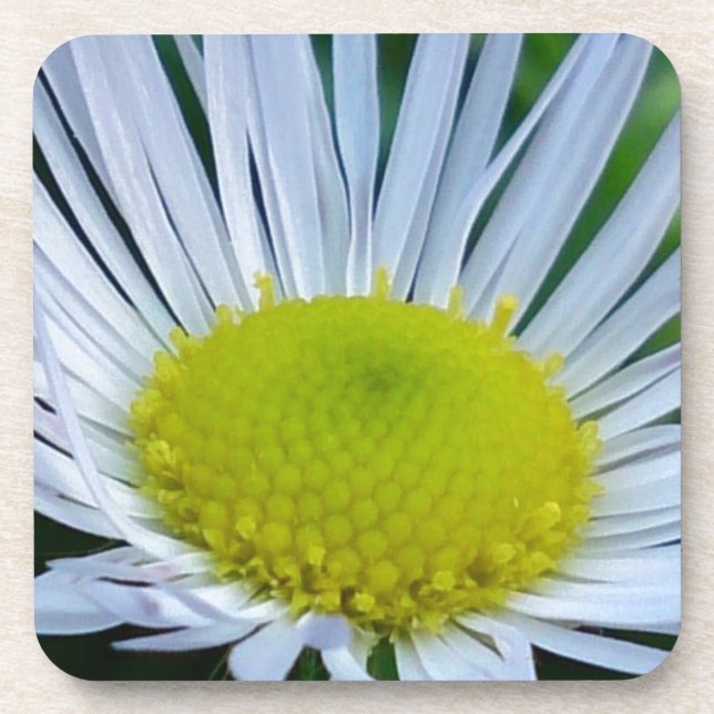 White and yellow flower coaster (Front)