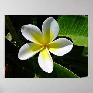 White and Yellow Frangipani blossom Poster