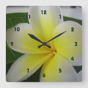 White And Yellow Frangipani Flower Round Clock