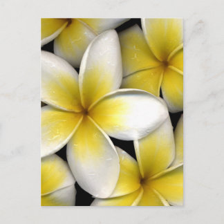 white and yellow frangipani flowers with leaves in postcard