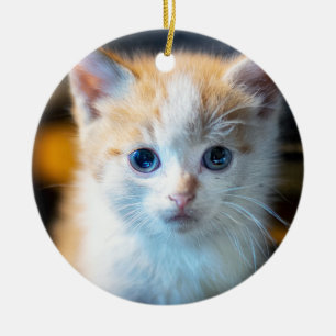 White and yellow kitten portrait ceramic ornament