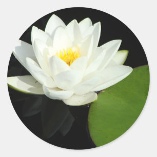 White and Yellow Lily in Pond Classic Round Sticker