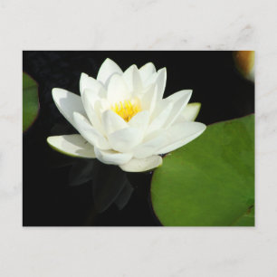 White and Yellow Lily in Pond Postcard