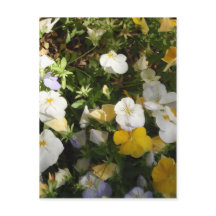 White And Yellow Pansies