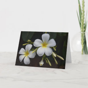 White and Yellow Plumeria Card