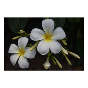 White and Yellow Plumeria Poster