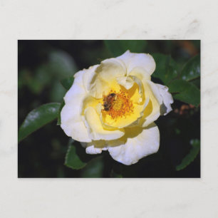 White and Yellow Rose with Honeybee Postcard