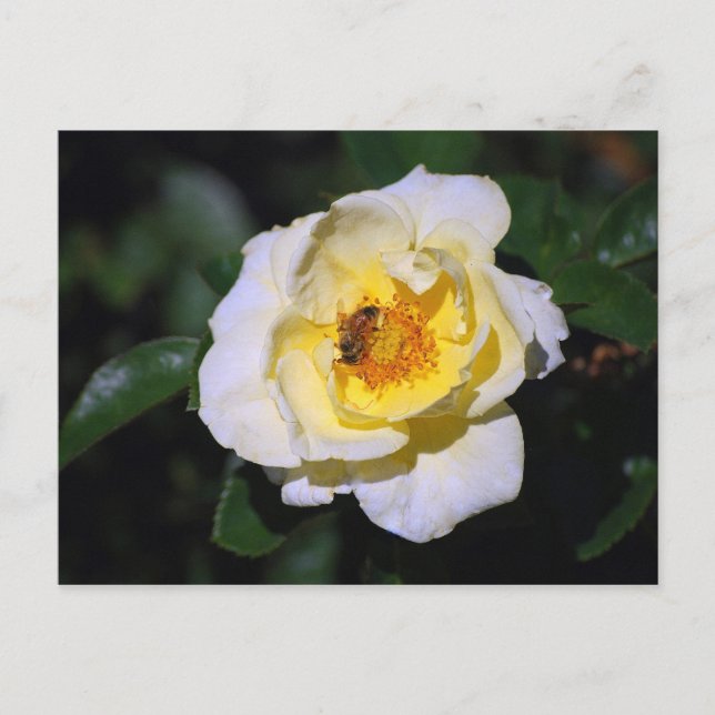 White and Yellow Rose with Honeybee Postcard (Front)