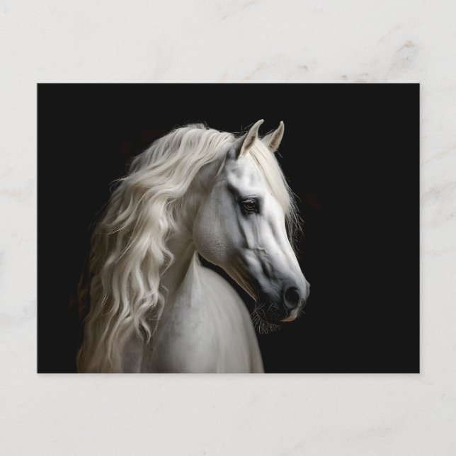White Andalusian Stallion Postcard (Front)