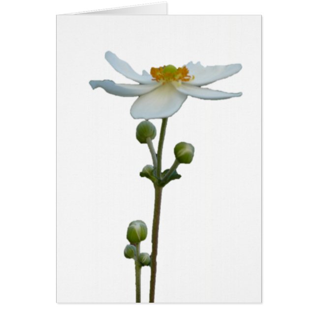 White Anemone 1 (Front)