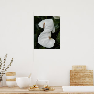 White Anthurium Flowers Photographic Poster