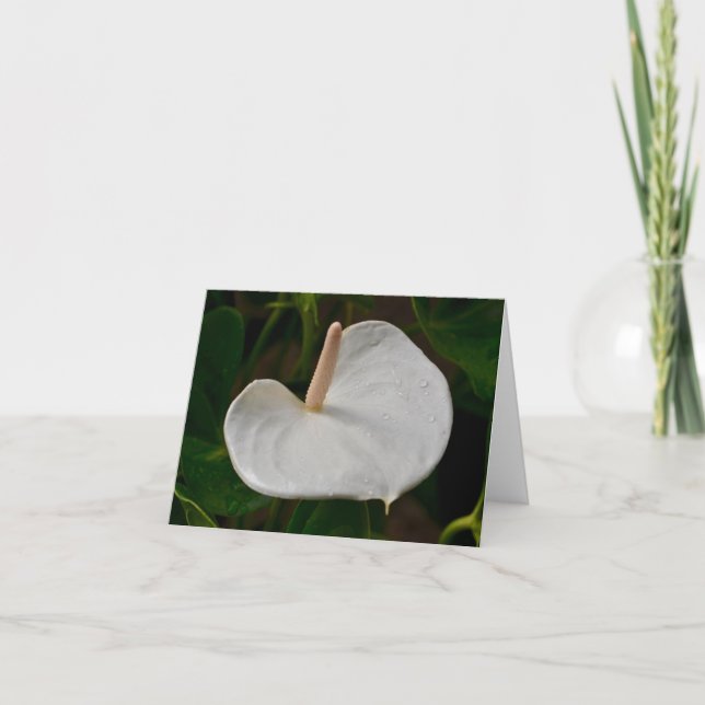 White Anthurium Note Card (Front)