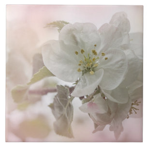 White Apple Blossom Photograph Ceramic Tile