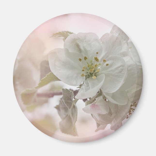 White Apple Blossom Photograph Magnet (Front)