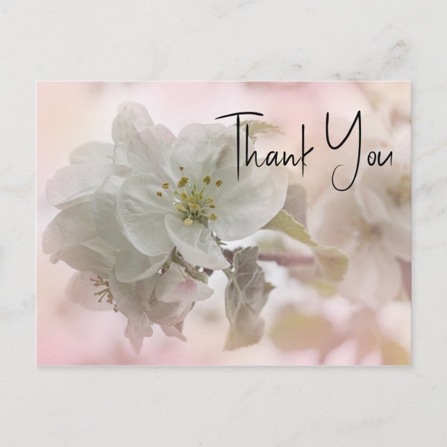 White Apple Blossom Photograph Thank You Postcard (Front)