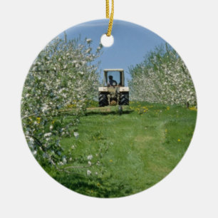 white Apple orchard cultivating, Nova Scotia flowe Ceramic Tree Decoration