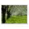 white Apple trees in the spring flowers