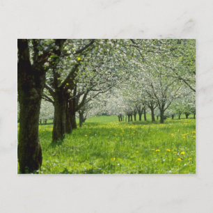 white Apple trees in the spring flowers Postcard