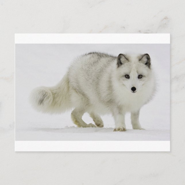White Arctic Fox Blends Into The Snow Postcard (Front)