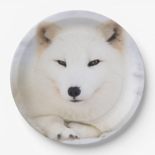 White arctic fox in snow paper plate