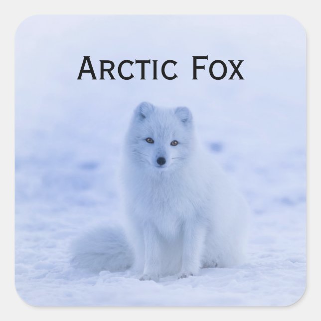 White Arctic Fox In Snow Wildlife Square Sticker (Front)