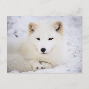 White arctic fox postcard