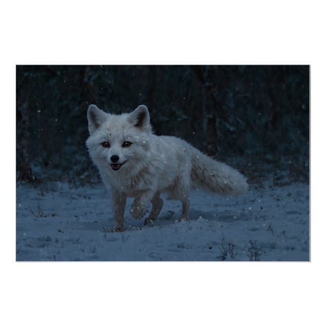 White Arctic Fox Poster (Front)