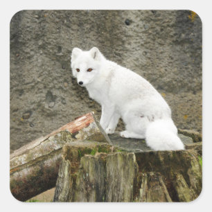 White arctic fox sticker