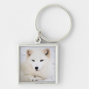 White arctic polar fox in snow key ring