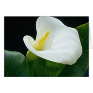 white Arum lily flowers