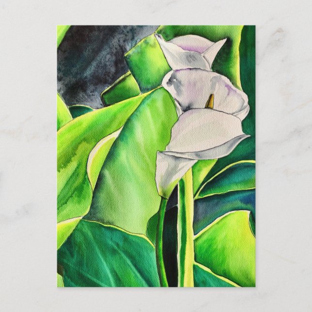 White Arum Lily watercolor tropical floral Postcard (Front)