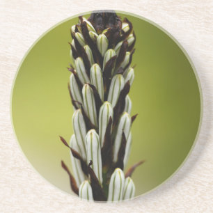 White asphodel (Asphodelus albus) Coaster