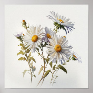 White Aster Flower Art Print Poster