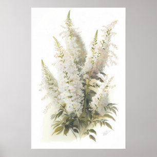 White Astilbe Flower Art Print Poster