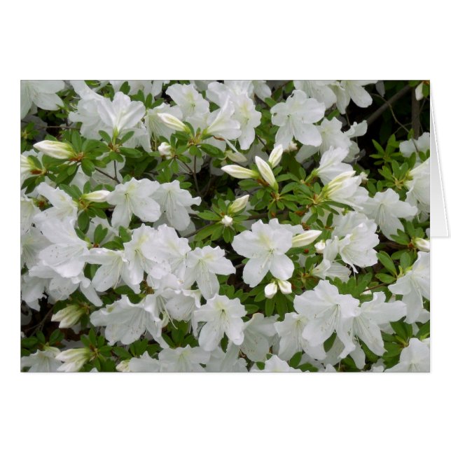 White Azalea Bush Flowers in Bloom All Occasion (Front Horizontal)
