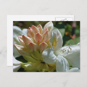 White Azalea Flower Photography Postcard