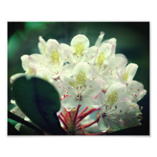 White Azalea Flower With Raindrops 8x10 Photo Print