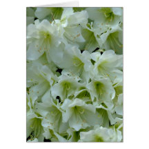 White Azalea Patch Flower