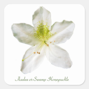 White azalea (swamp honeysuckle)  square sticker