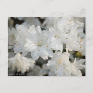 White Azaleas 2008 Postcard