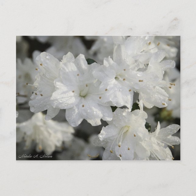 White Azaleas 2008 Postcard (Front)