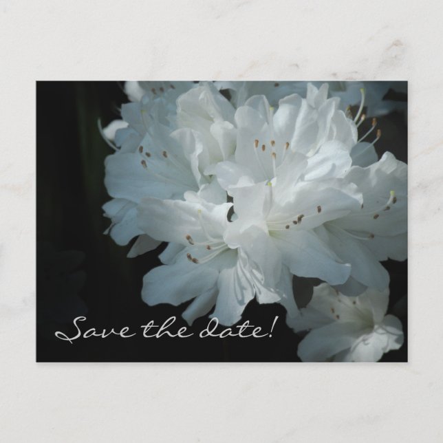 White Azaleas Save the Date Postcard (Front)
