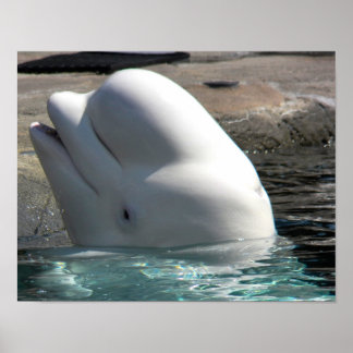 White Baby Beluga Poster