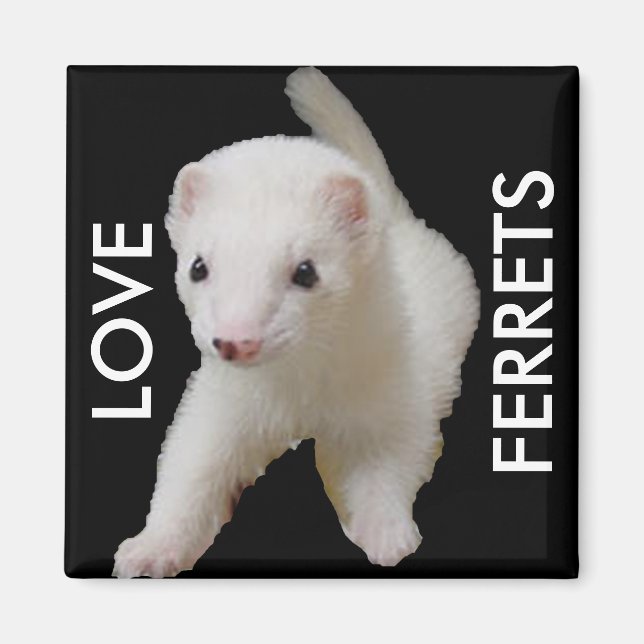 White Baby Ferret Magnet (Front)