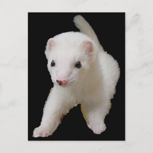 White Baby Ferret Postcard