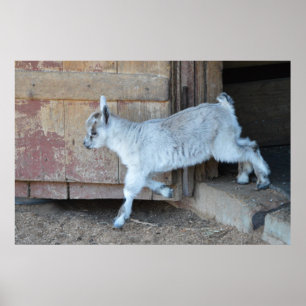White Baby Goat Leaving The Barn Poster