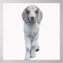 White Baby Goat Poster