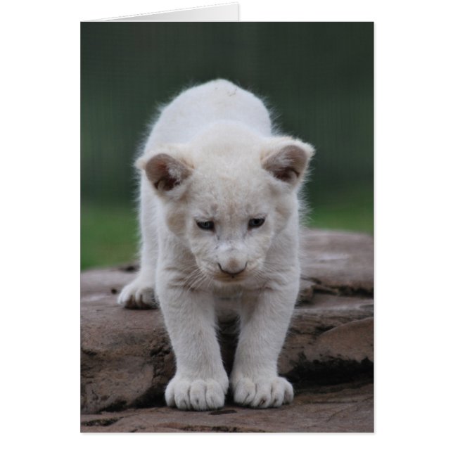White baby lion cub (Front)
