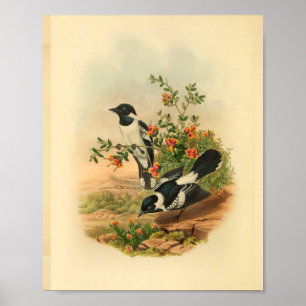 White Backed Flycatcher Black Bird Vintage Print